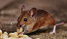 24 Hour & Emergency Exterminators in Firm Zip Concept (Courtesy), PA